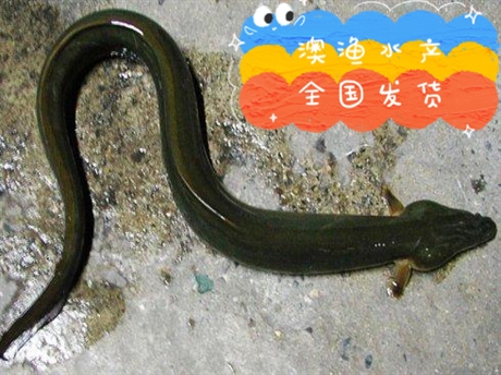 广东山鳗鱼苗优质山鳗鱼苗生长速度快抗病能力强