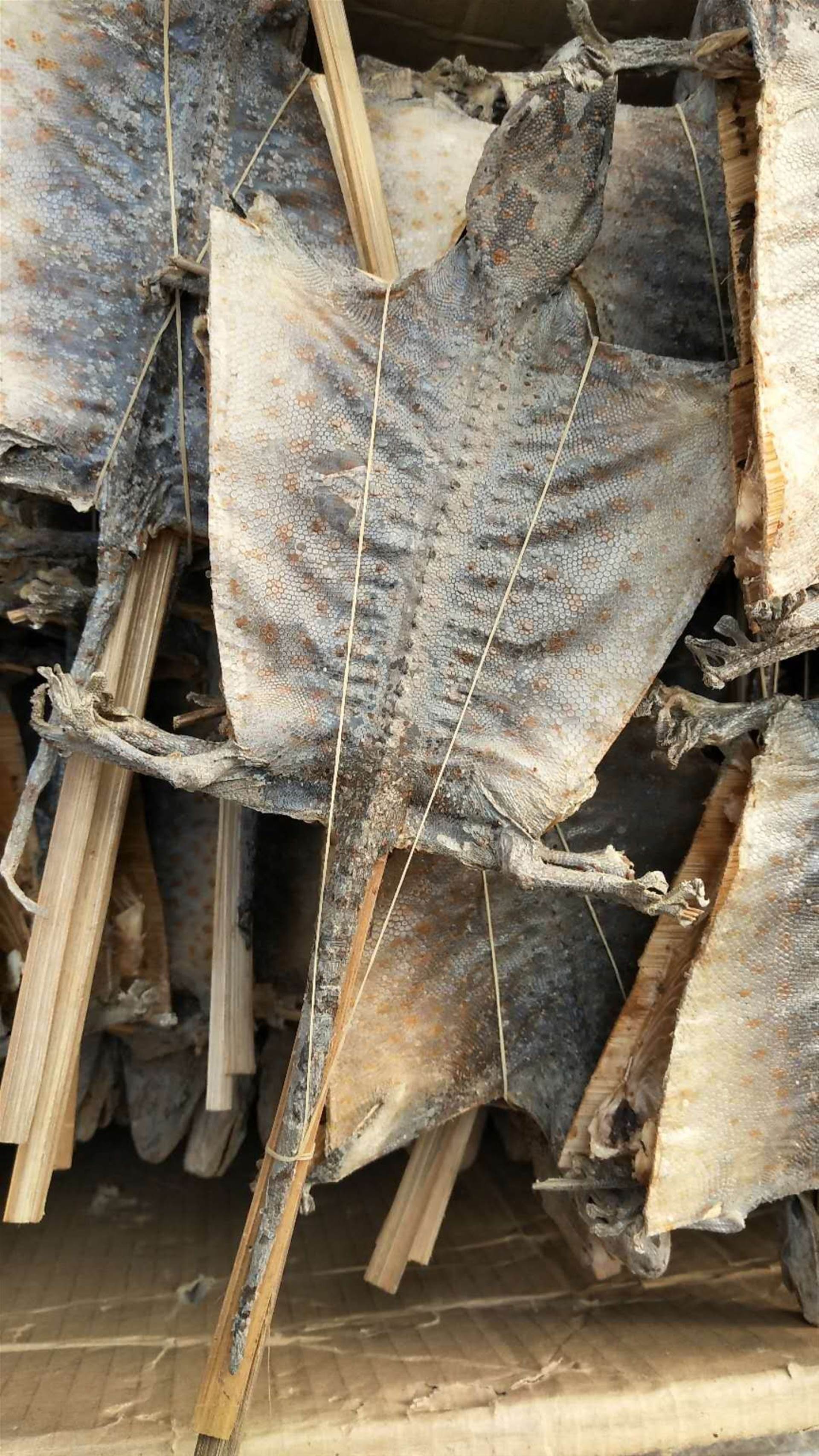 蛤蚧功效价格蛤蚧功效作用蛤蚧产地价格蛤蚧的功效   蛤蚧价格中药材