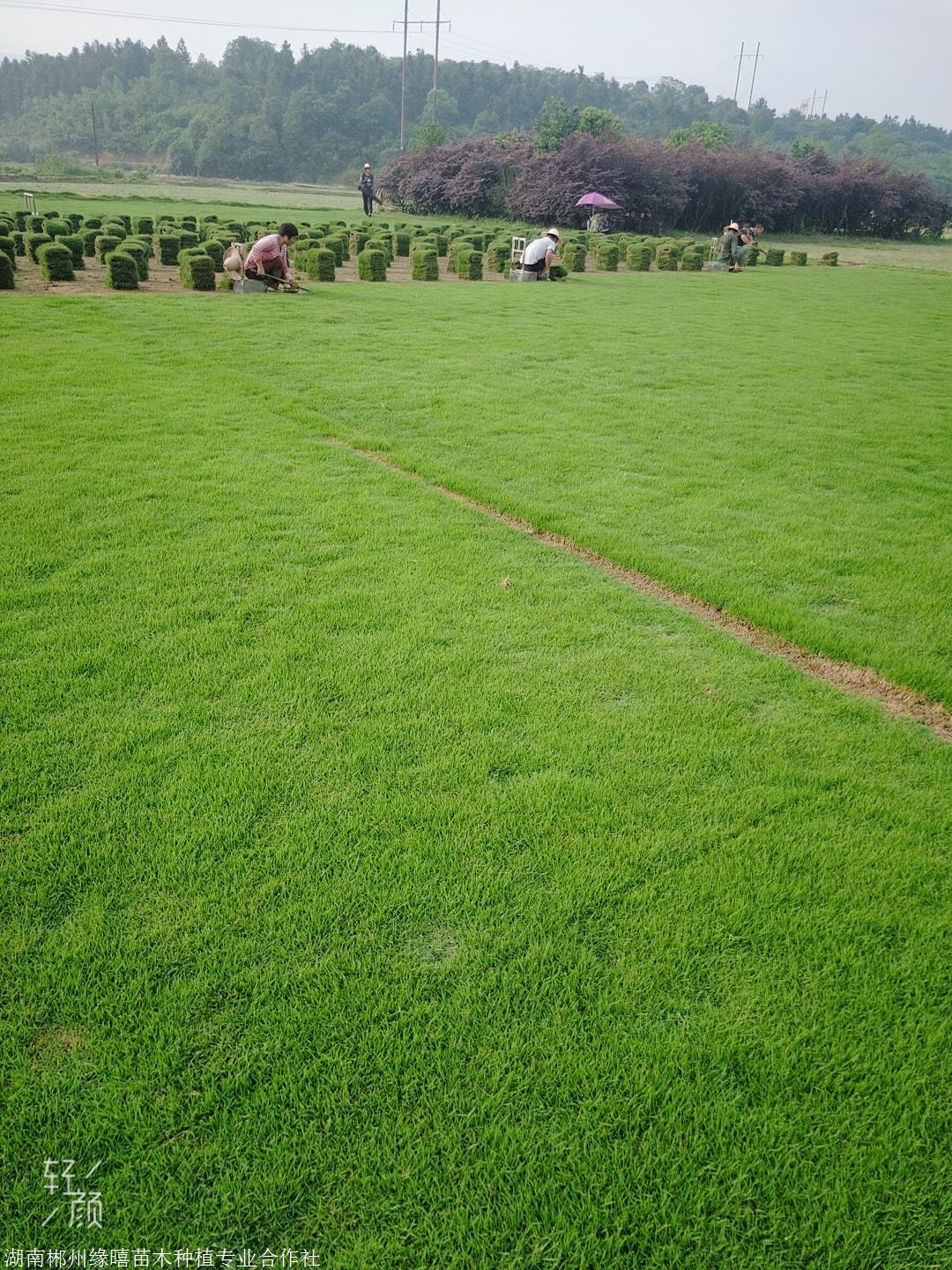 江西马尼拉草坪 赣州马尼拉草坪报价 草坪一捆是多少钱