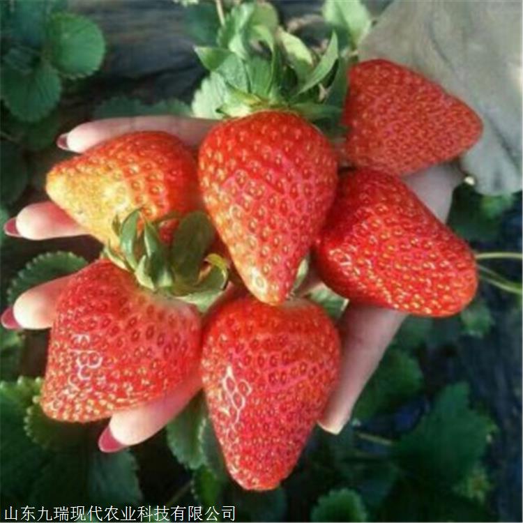 现挖现卖白草莓苗 白草莓苗种植基地