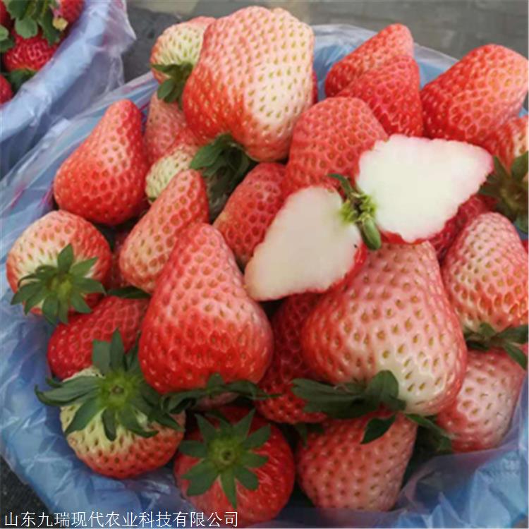 甜宝草莓苗价格 甜宝草莓苗包邮价格
