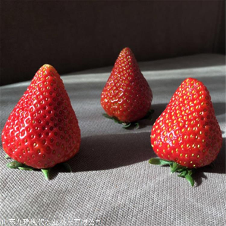 大叶宁玉草莓苗价格 易成活大叶宁玉草莓苗 大叶宁玉草莓苗图片