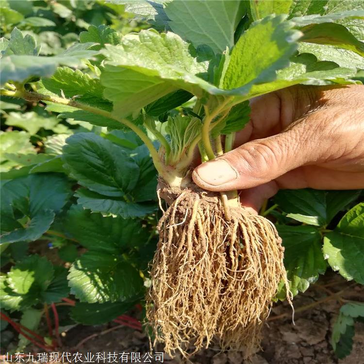 99草莓苗價(jià)格 99草莓苗供應(yīng)商