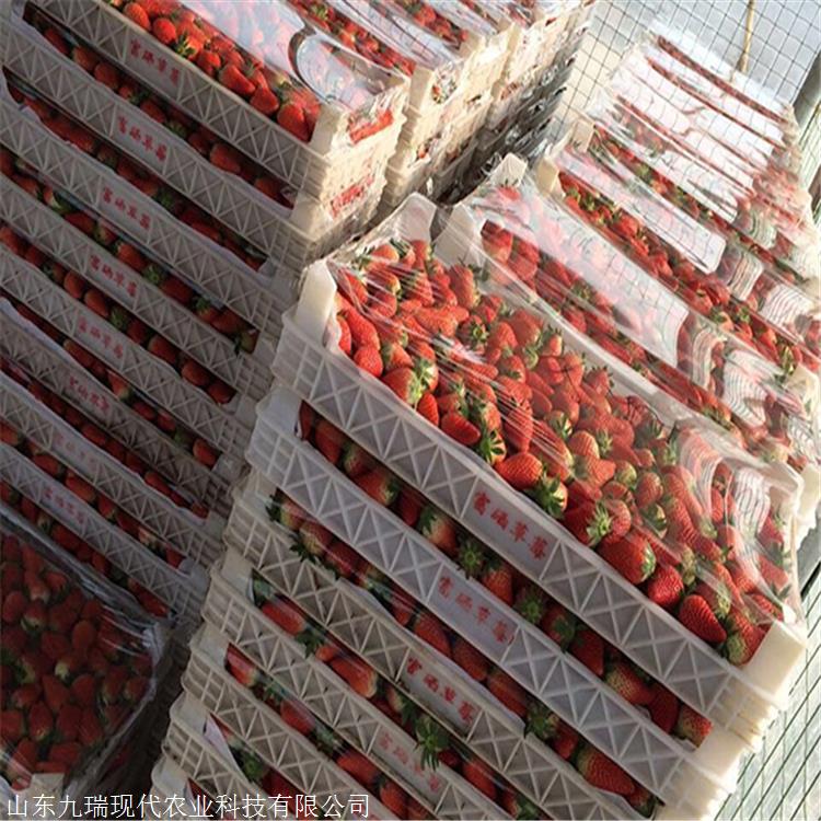 现挖现卖桃熏草莓苗 桃熏草莓苗包邮价格