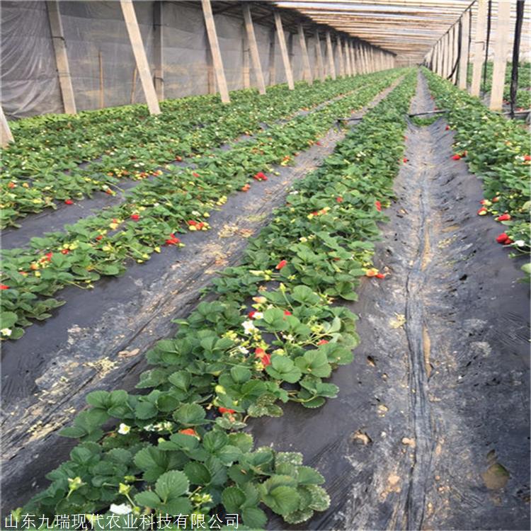 丰香草莓苗价格 批发丰香草莓苗 丰香草莓苗繁育基地