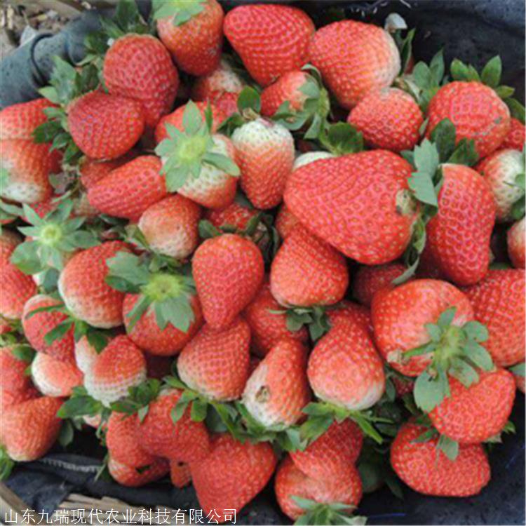 丰香草莓苗价格 批发丰香草莓苗 丰香草莓苗繁育基地