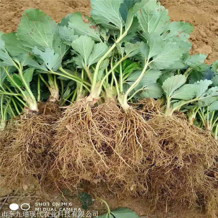 供應99草莓苗 99草莓苗基地價(jià)格