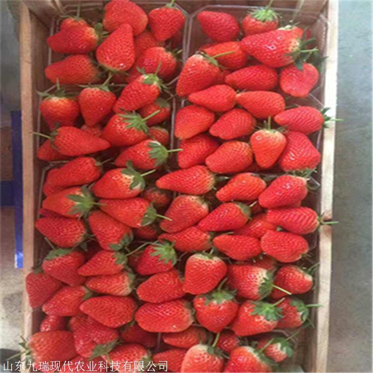 优质大叶红颜草莓苗 大叶红颜草莓苗确切价格