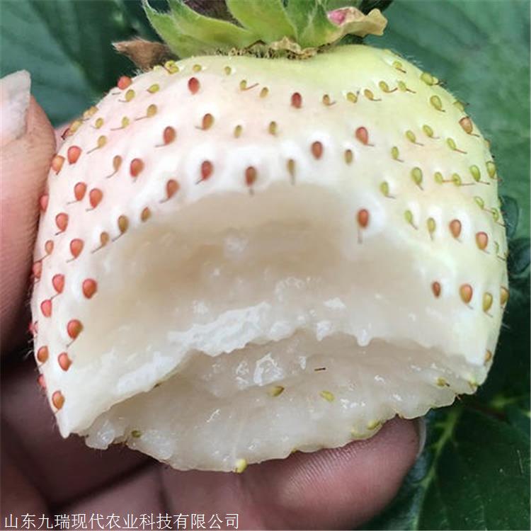 寧玉草莓苗價格 供應(yīng)寧玉草莓苗 寧玉草莓苗報(bào)價