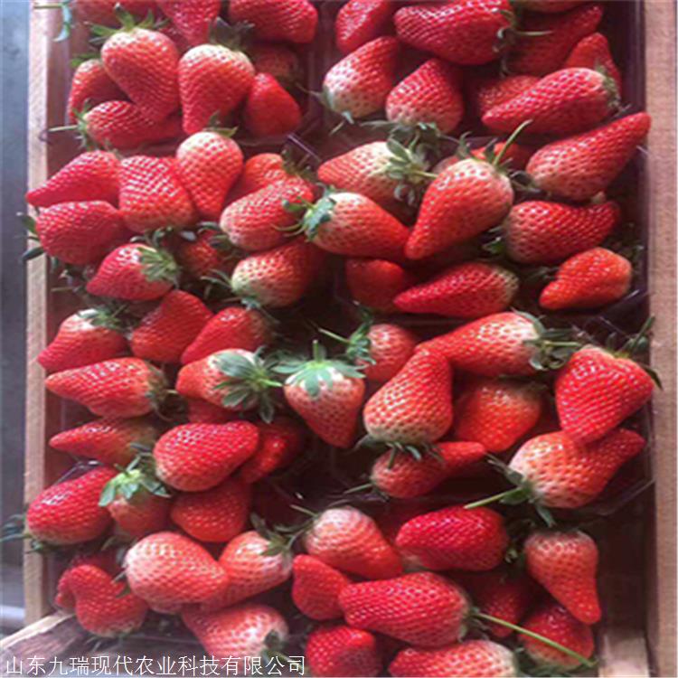 供应法兰地草莓苗 法兰地草莓苗出售