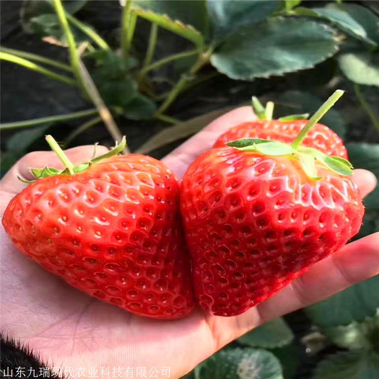 99草莓苗價(jià)格 99草莓苗供應(yīng)商
