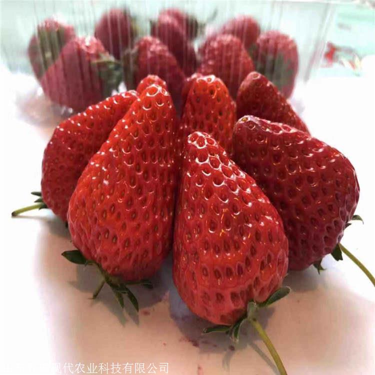 优质大叶红颜草莓苗 大叶红颜草莓苗确切价格
