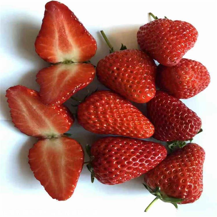 桃熏草莓苗价格 直销桃熏草莓苗 桃熏草莓苗批发基地