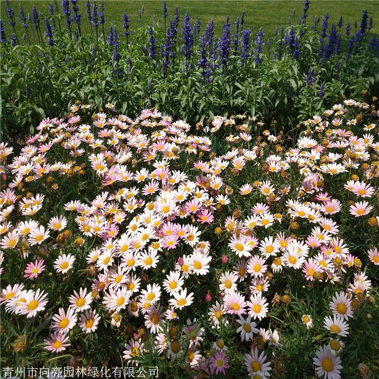 下一篇:木茼蒿苗 向亮園林 木春菊批發 花期長 花量大 現貨聯繫方式