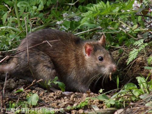灭老鼠的问题,一般需要做好这几点1,环境灭老鼠法老鼠的生存生存离不