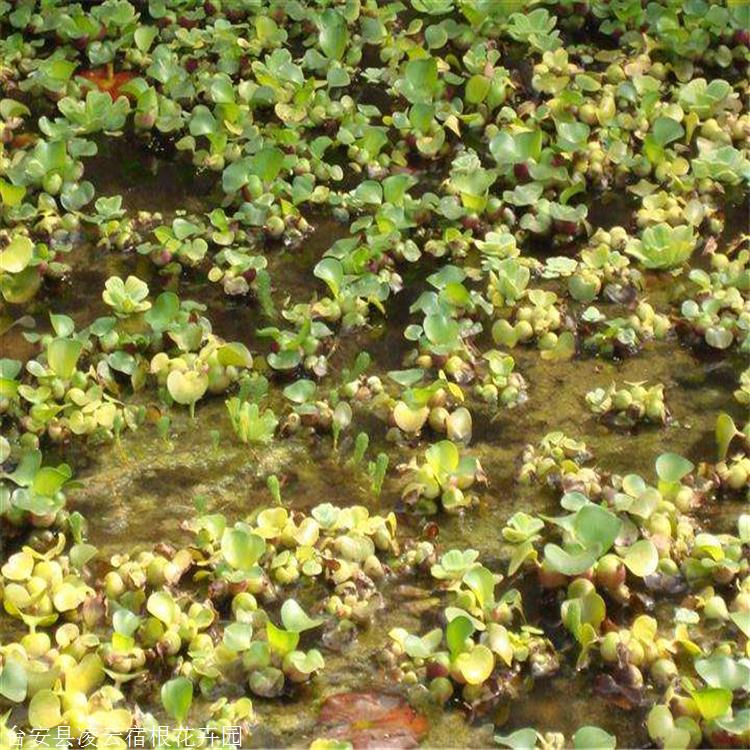 鳳眼藍是浮水草本植物,鬚根發達, 鳳眼藍 鳳眼藍 莖極短,花為淺藍色