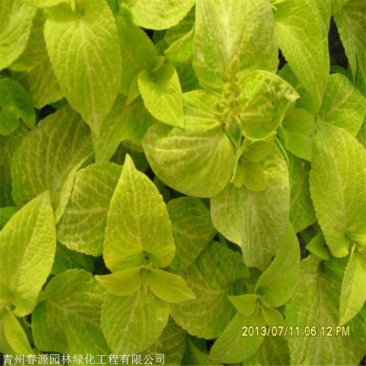 彩叶草苗春源园林彩叶草幼苗基地直销来电可询