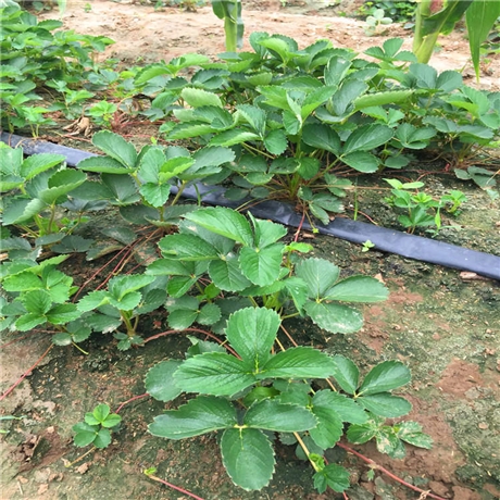优质甜查理草莓苗露地草莓苗价格甜查理草莓苗价格及报价
