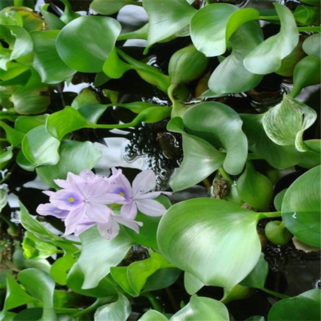 鳳眼蓮苗凌雲花卉臺安水浮蓮鳳眼藍苗浮水草本現貨