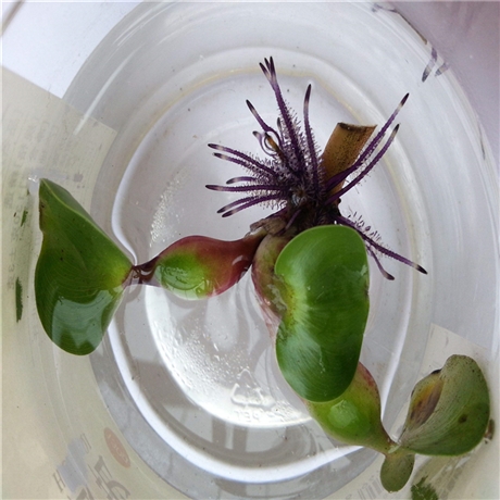 水葫芦种子凌云花卉水葫芦厂家直销台安本地货源现货