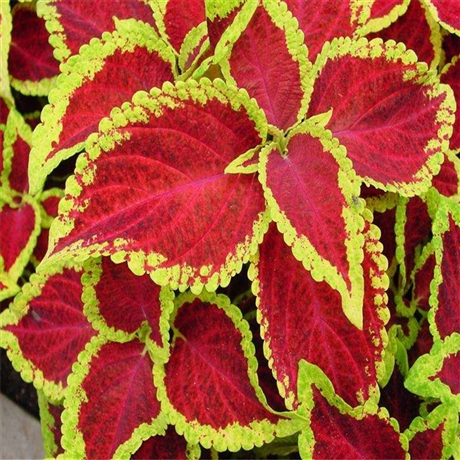 潍坊基地供应彩叶草基地彩叶草幼苗彩叶草苗基地