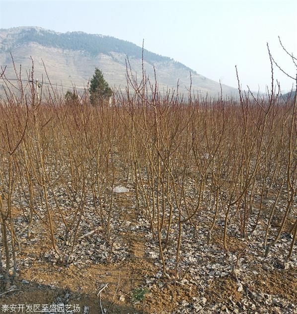 1年新疆小白杏树苗便宜报价订购热线