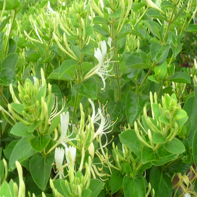 供应湖南湘蕾金银花苗良种金银花苗金银花花王苗