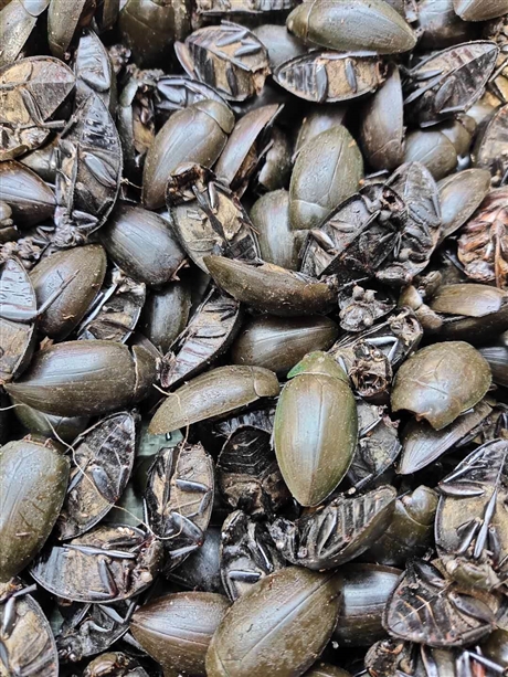 龙虱一斤价格   龙虱功效