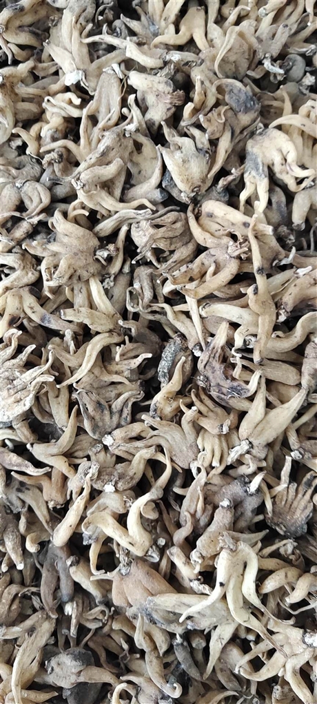 手掌参的药用价值   手掌参价格