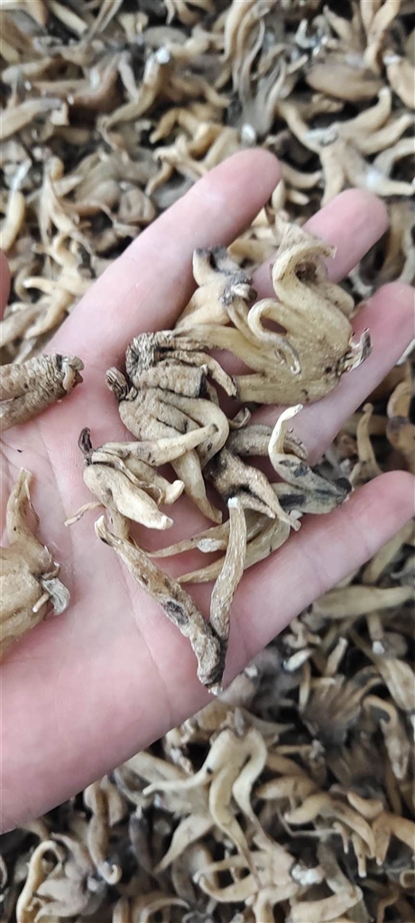 中藥材批發(fā)手掌參   手掌參的價格