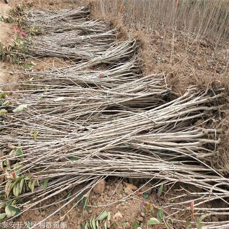 金鼎红樱桃树苗金鼎红樱桃树苗批发