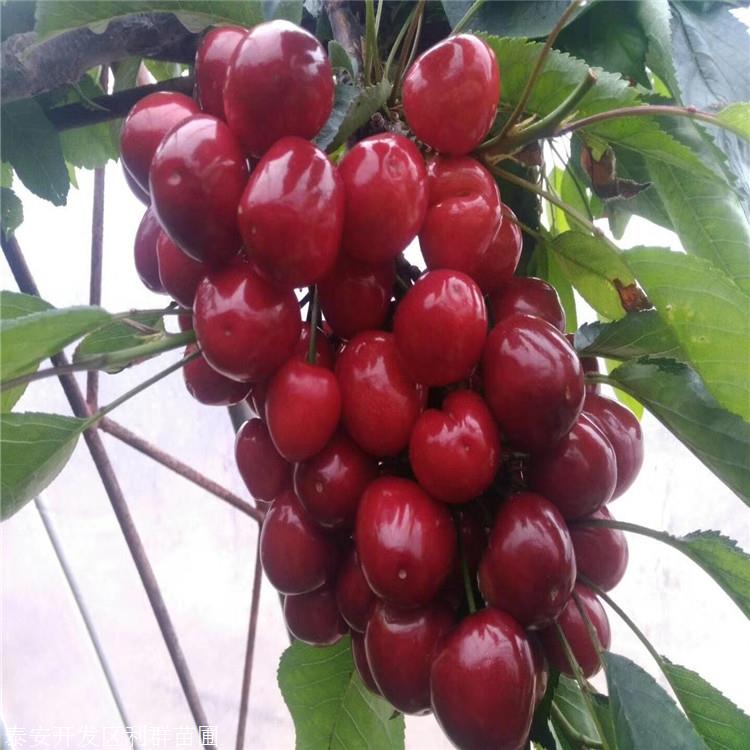 宾库樱桃苗价格宾库樱桃苗基地