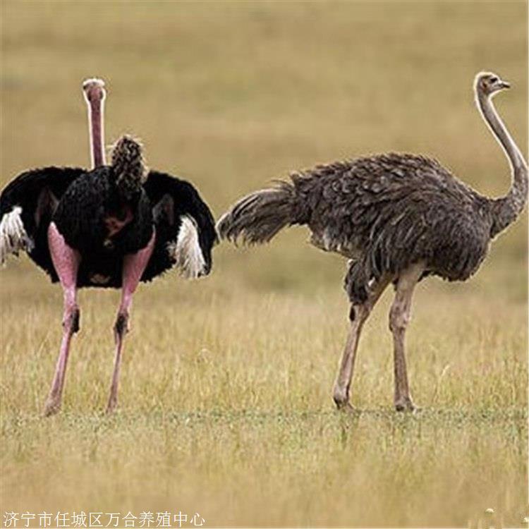 鸵鸟养殖场出售大鸵鸟优质鸵鸟苗批发一只小鸵鸟出售价格