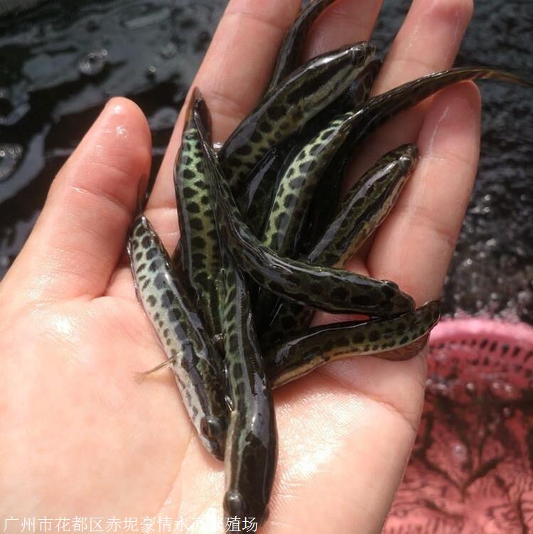 魚苗批發黑魚魚苗雜交生魚苗批發市場價格豪情黑魚魚苗報價