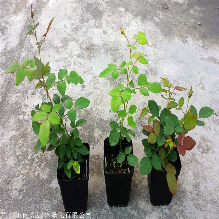 基地杯苗供应藤本月季月季好货源庭院小区绿化用苗