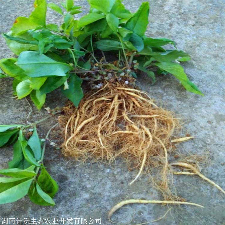 太子参种苗价格 太子参苗 佳沃 大棚精选培育幼苗-搜了网