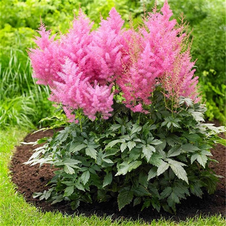 落新妇花苗花儿朵朵多年生草本植物落新妇小苗现货供应