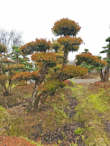 椤木石楠桩景造型椤木石楠批发椤木石楠