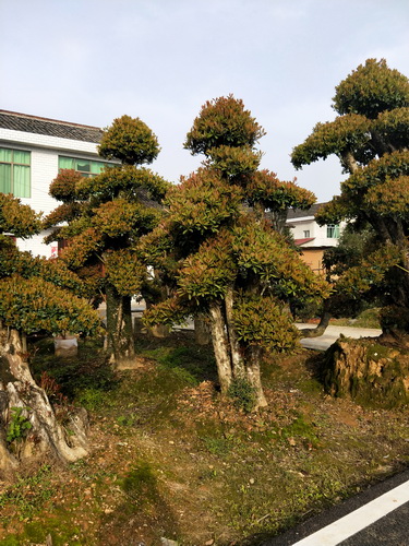 椤木石楠桩景造型椤木石楠批发椤木石楠