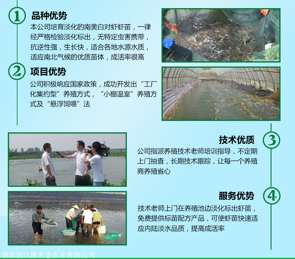 对虾养殖技术资料 对虾养殖技术大全一书