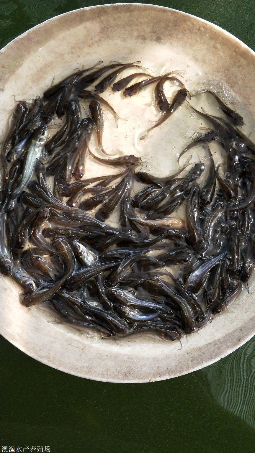 廣東斑點叉尾魚苗 美國斑點叉尾鮰魚苗 紅鉗魚苗全國空運