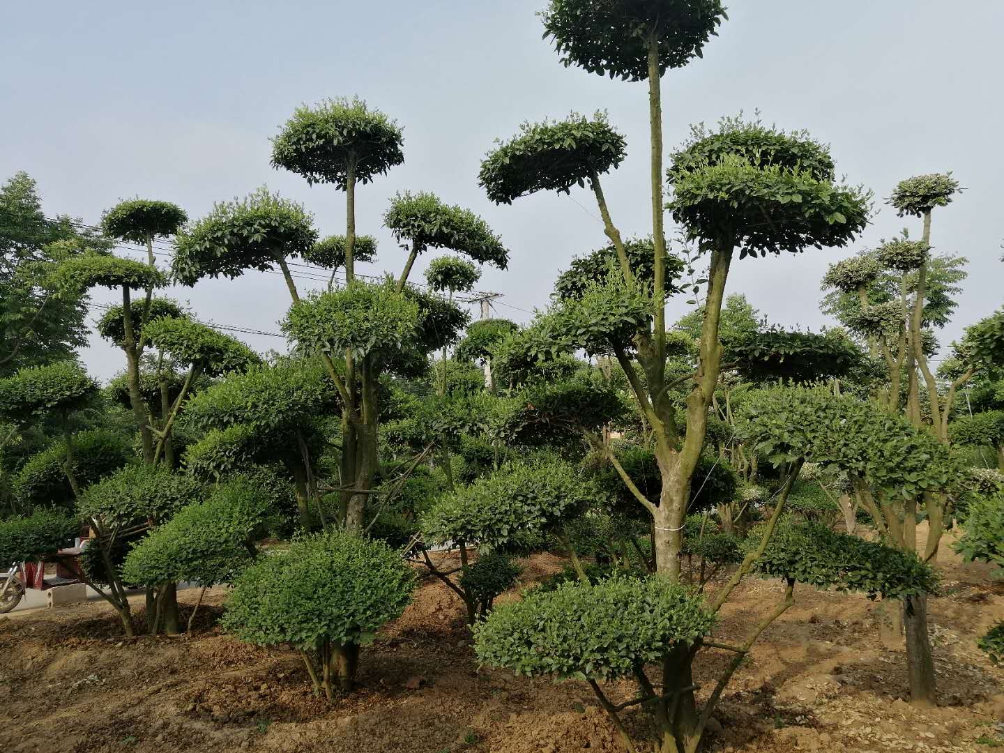 造型小叶女贞树价格