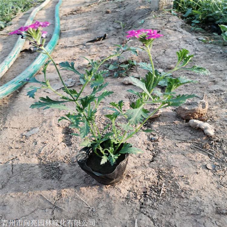 花海种植 美女樱盆苗 高30公分美女樱 双色盆美女樱
