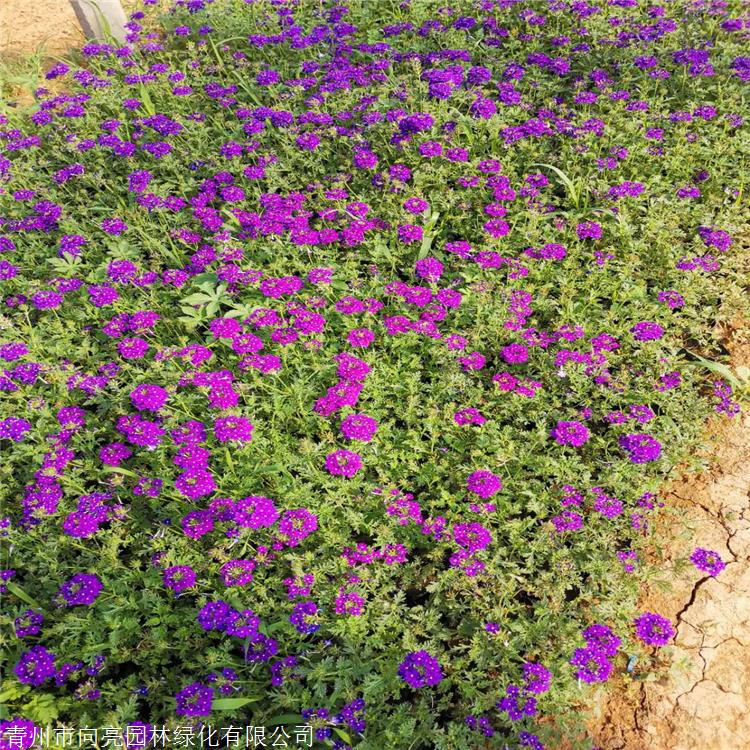 花海种植 宿根美女樱 厂家供应美女樱 农户批发