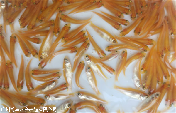 西藏金丝草鱼苗金草鱼苗厂家供应裕丰水产