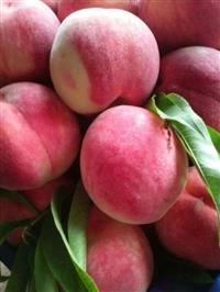 早久保桃 安徽国产早久保桃吨位批发