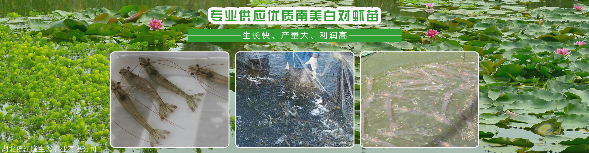 南美白对虾养殖 南美白对虾养殖视频
