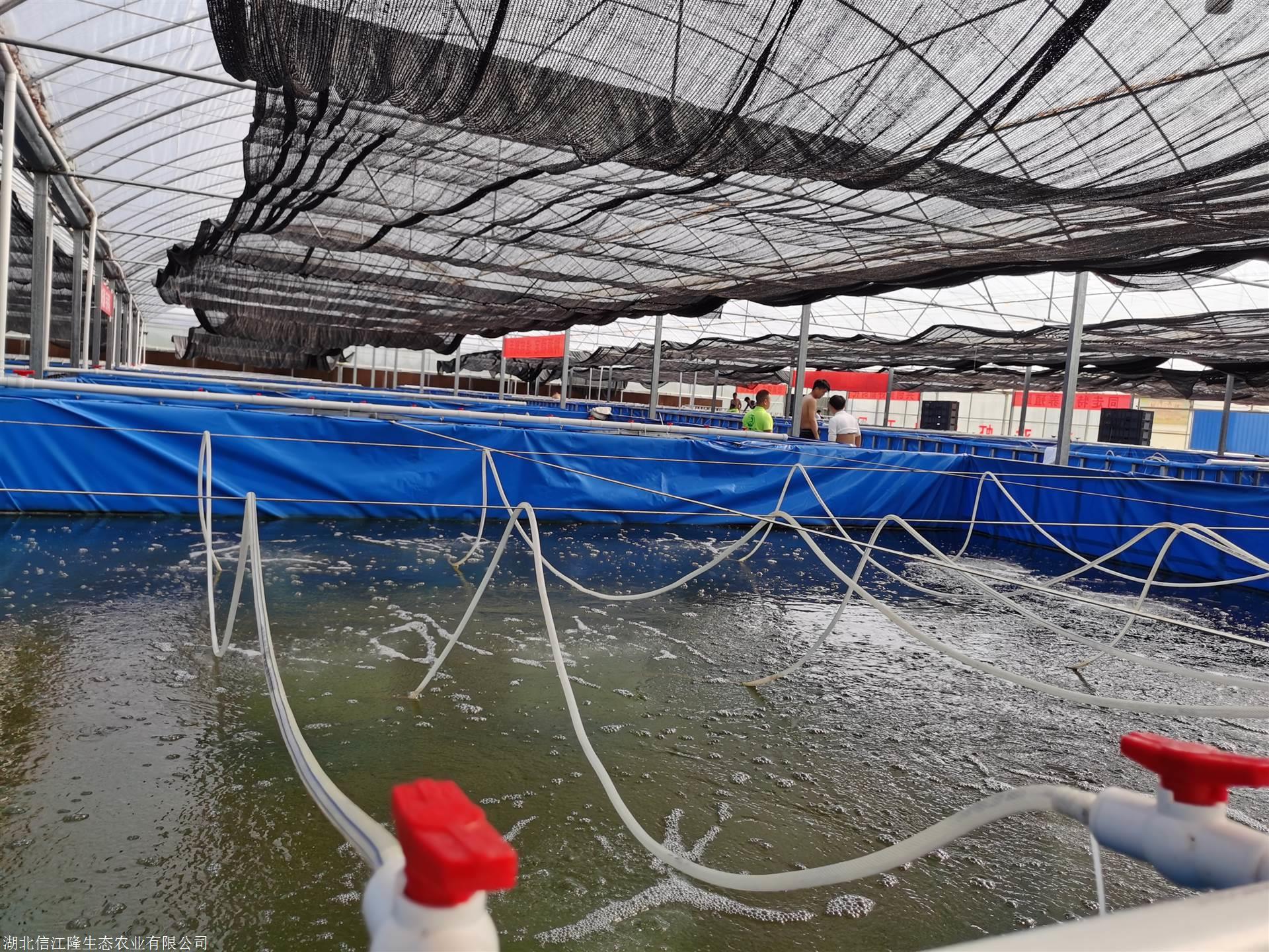 空场地南美白对虾苗种大棚养殖纯淡水养殖2020白对虾养殖新方法