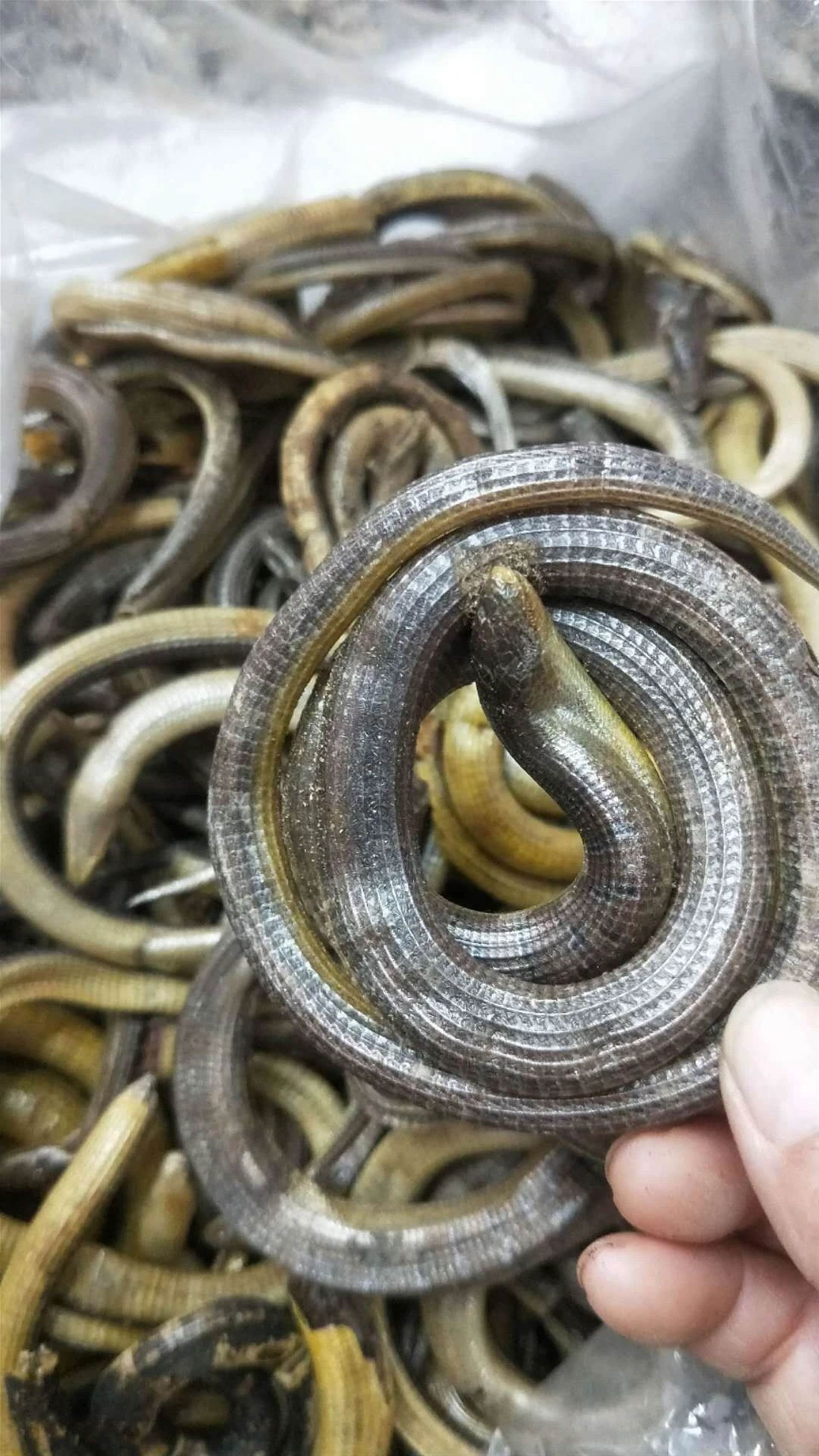 中药材水蛭批发