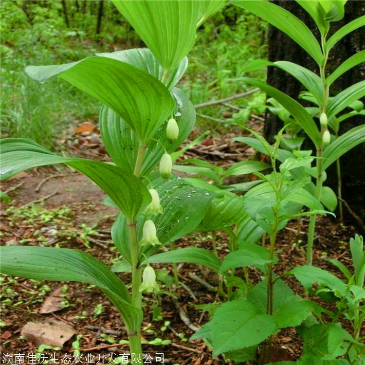 玉竹苗出售玉竹种苗大量现货实体批发